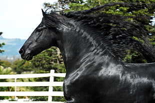 Horse,   horse,   stallion,  Mane HD wallpaper